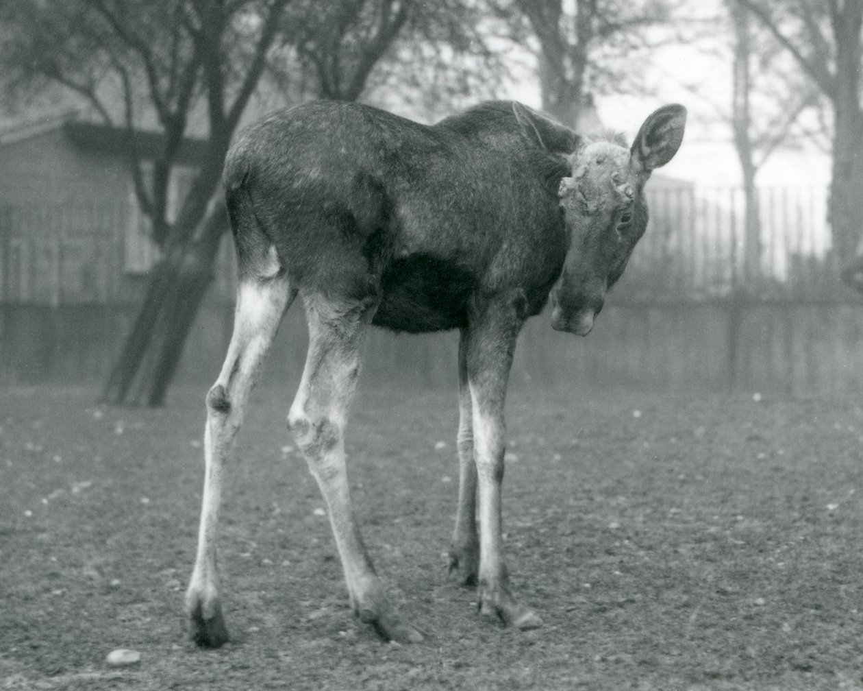 1926年1月、ロンドン動物園に立っている、最近取り除かれた枝角の傷を持つ雄牛ElkMoose 作： フレデリックウィリアムボンド