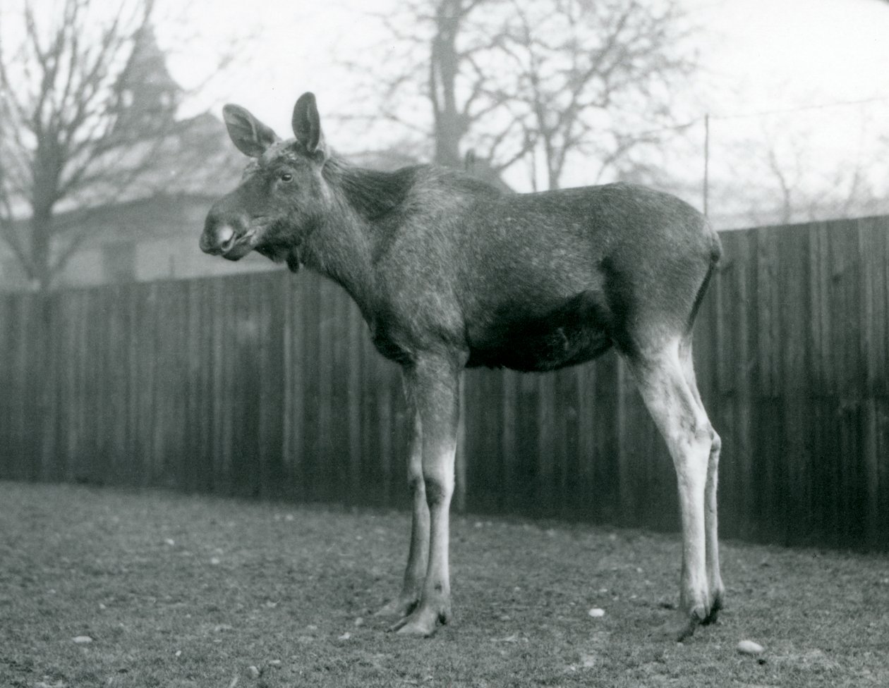 1926年1月、ロンドン動物園に立っている、最近取り除かれた枝角の傷を持つ雄牛ElkMoose 作： フレデリックウィリアムボンド