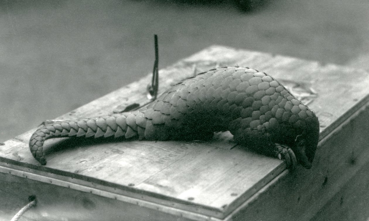 1925年7月、ロンドン動物園にある木箱の端を覗き込んで絶滅危惧種の中国センザンコウ 作： フレデリックウィリアムボンド