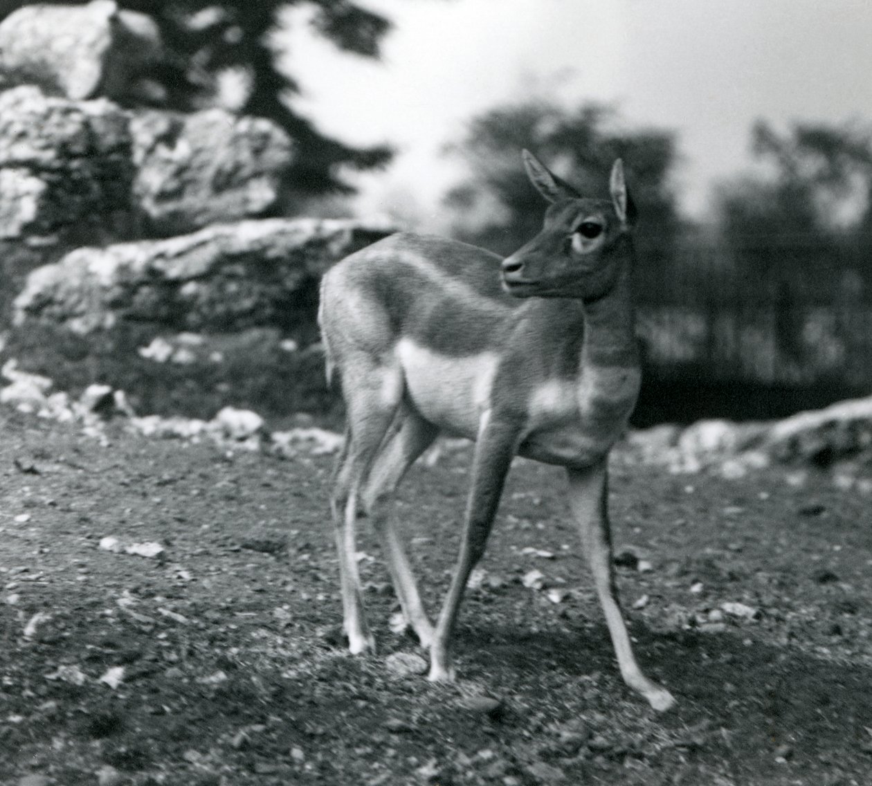 1924年にロンドン動物園でメスのブラックバック 作： フレデリックウィリアムボンド