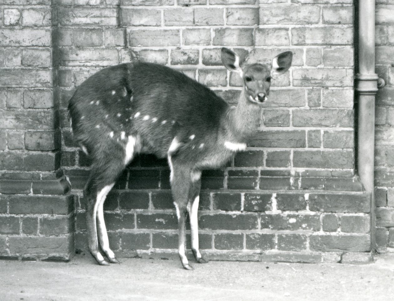 1927年10月にロンドン動物園の壁に立っているブッシュ岬の女性インババラ。 作： フレデリックウィリアムボンド