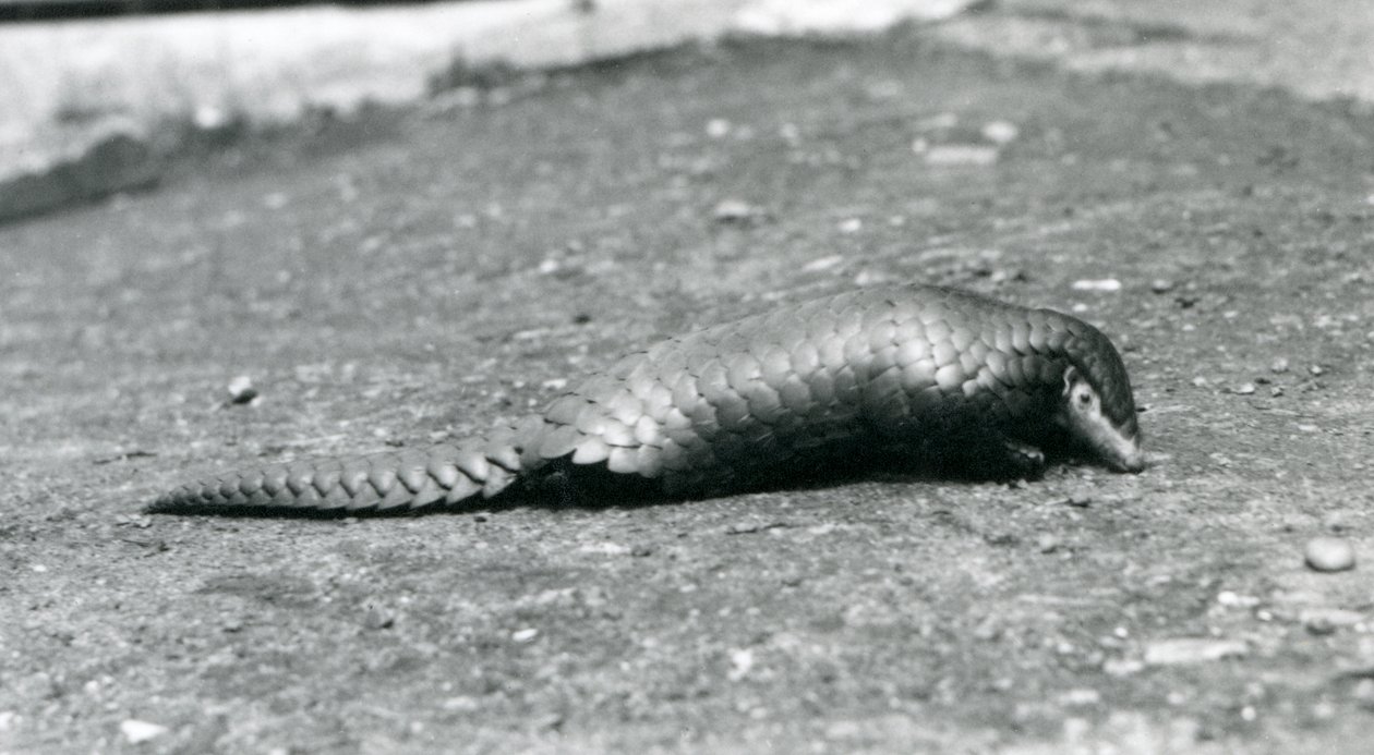 1925年8月にロンドン動物園で女性のセンザンコウ 作： フレデリックウィリアムボンド