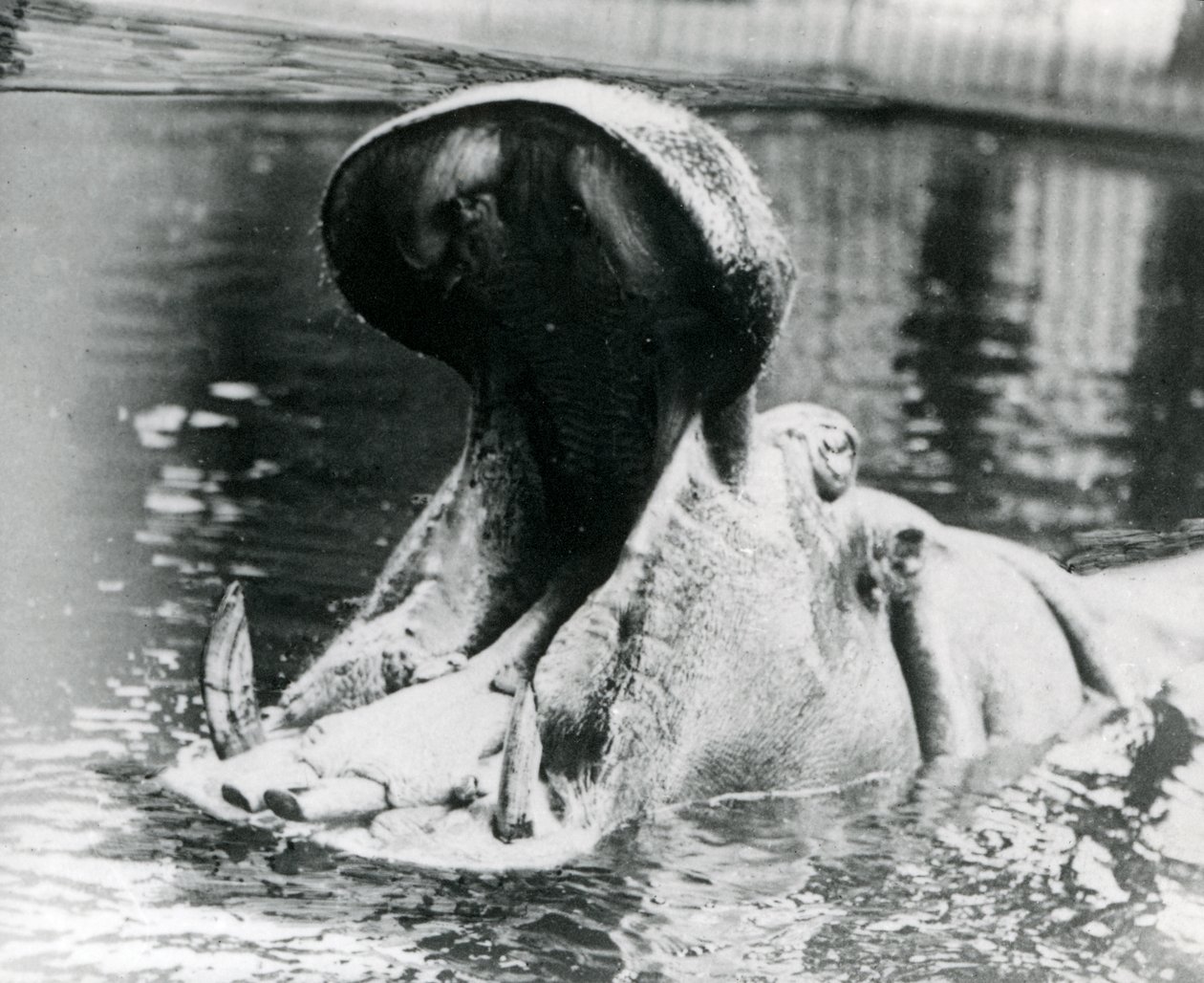 1900年頃のロンドン動物園のプールでぽっかりと開いた女性カバ「ガイフォークス」。1872年11月5日に「ガイフォークス」が母親「アドヘラ」に生まれた。 作： フレデリックウィリアムボンド