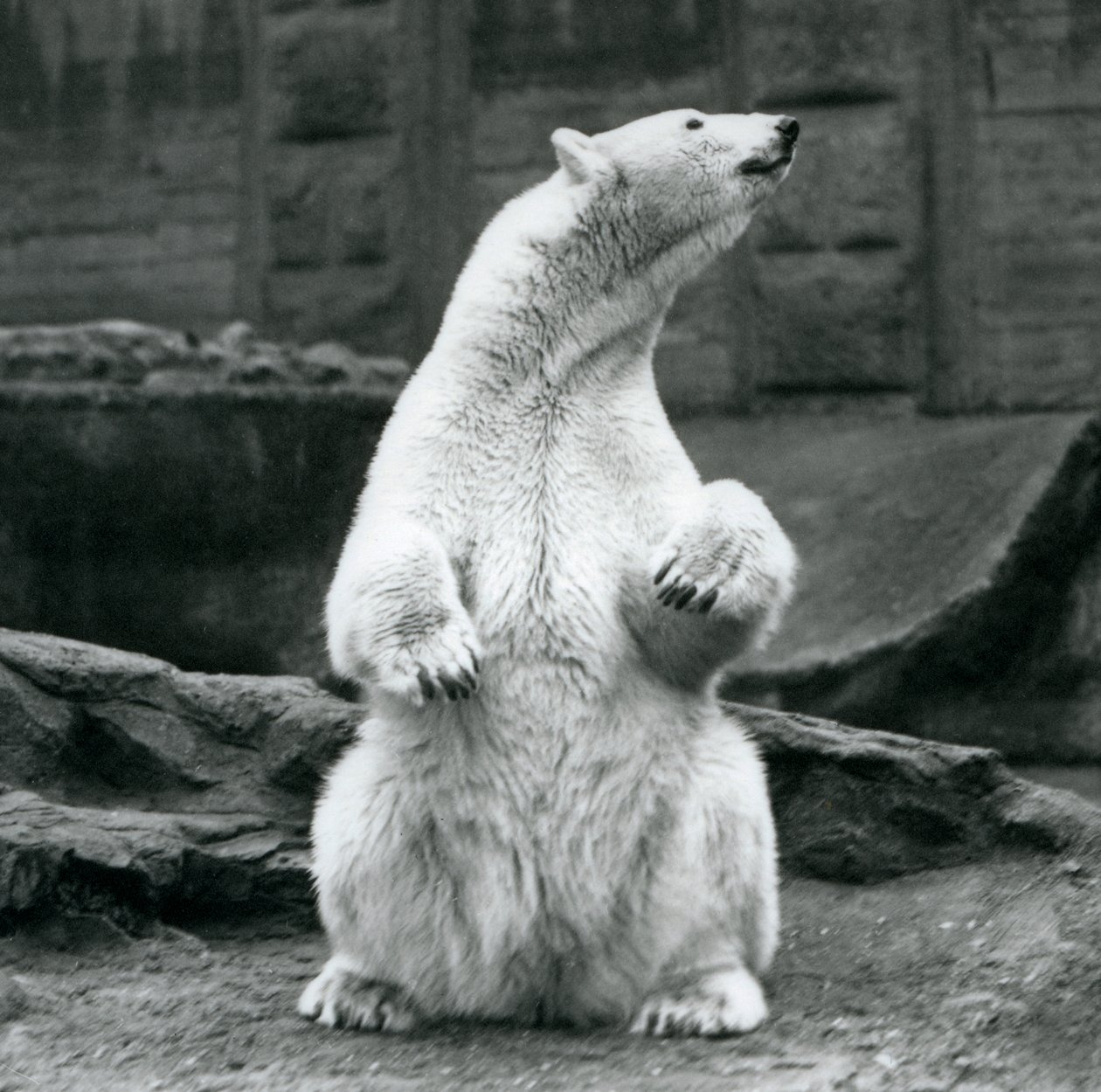 1928年9月にロンドン動物園のMappinテラスでおしりの上に座っている女性のホッキョクグマ 作： フレデリックウィリアムボンド