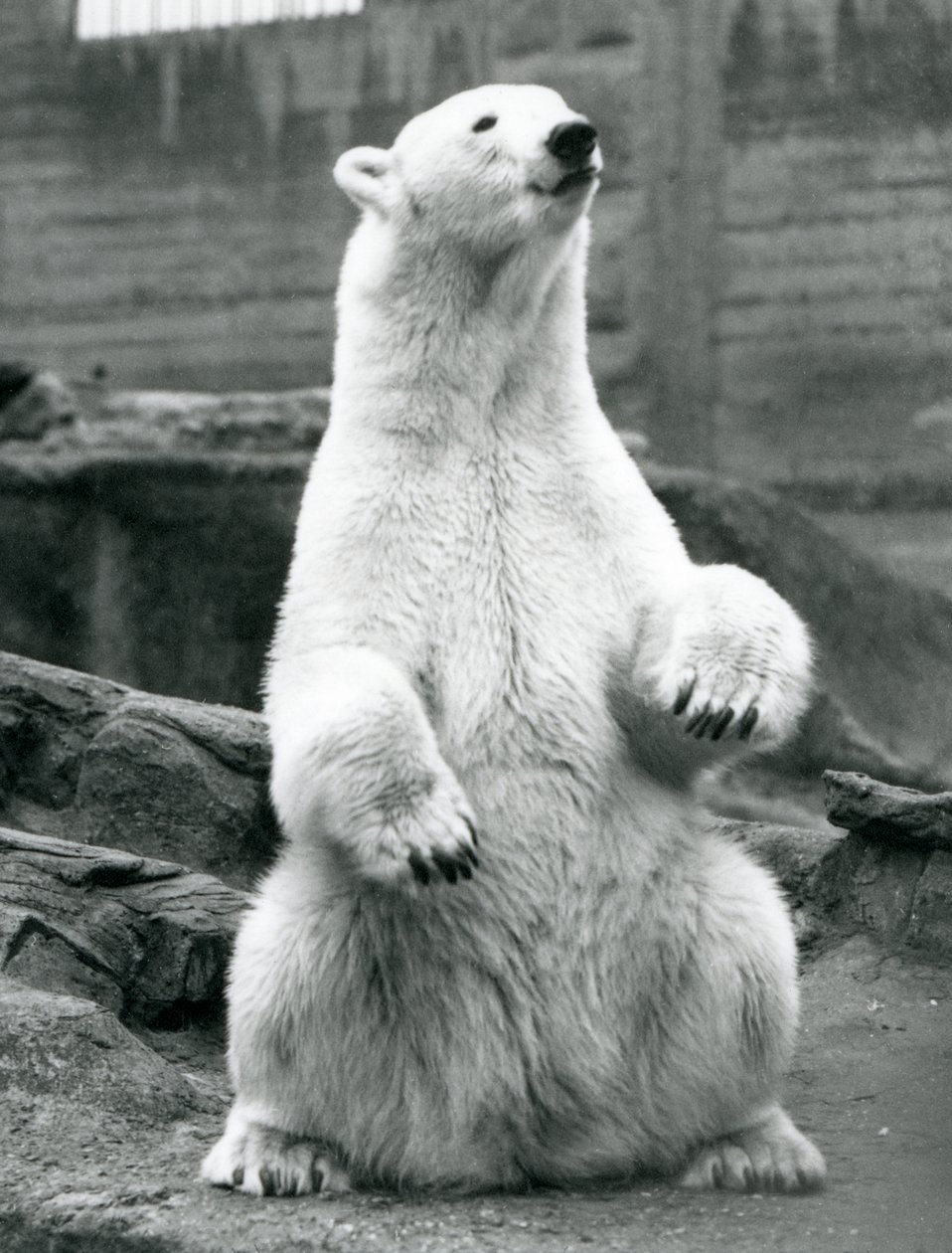 1928年9月にロンドン動物園のMappinテラスでおしりの上に座っている女性のホッキョクグマ 作： フレデリックウィリアムボンド
