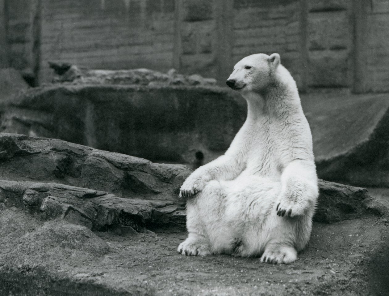 1928年9月にロンドン動物園のMappinテラスでおしりの上に座っている女性のホッキョクグマ 作： フレデリックウィリアムボンド