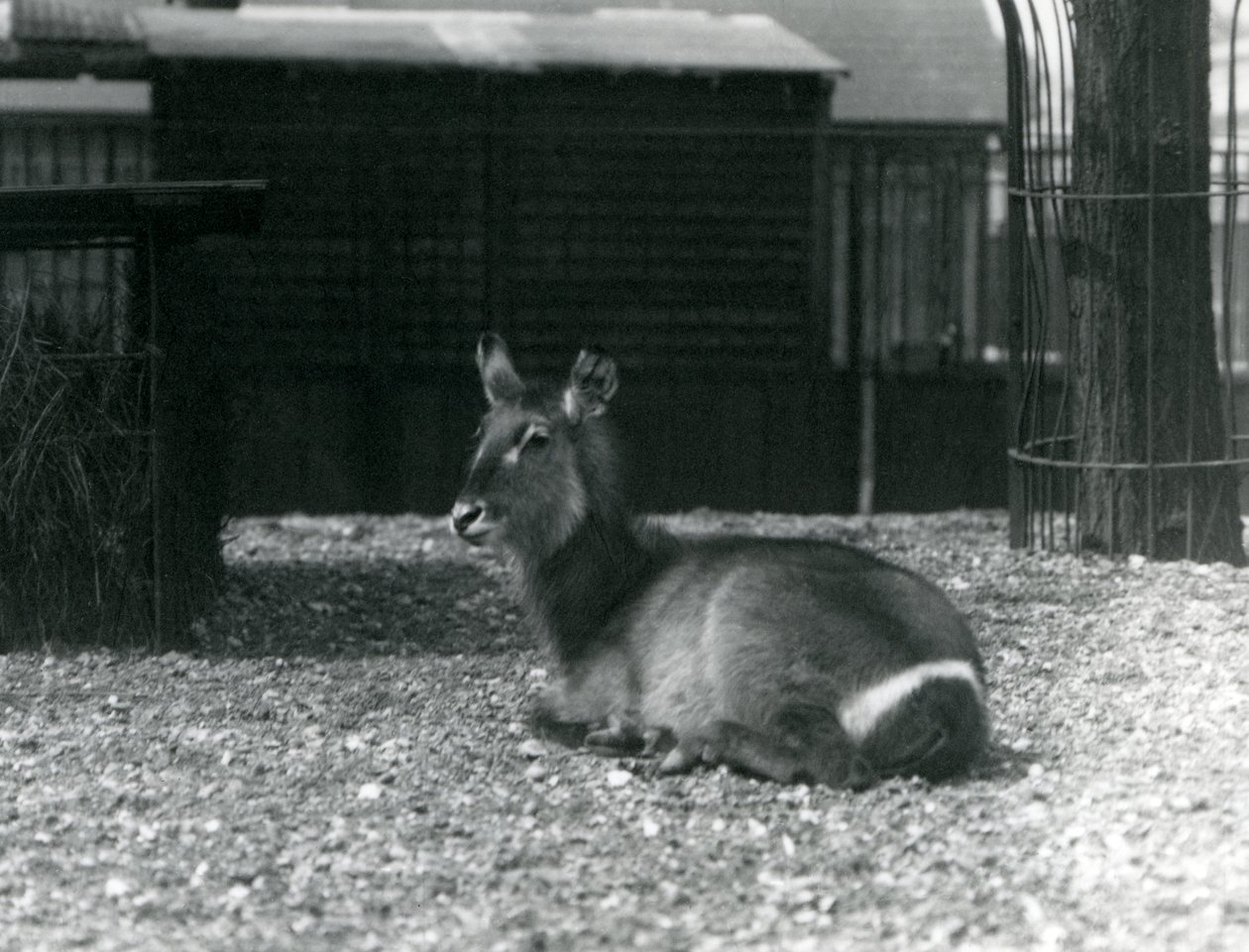 1924年6月、ロンドン動物園のエンクロージャーに座っている女性のウォーターバック、コブスエリプシプリムス 作： フレデリックウィリアムボンド