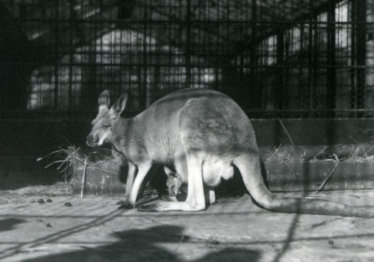 ロンドン動物園、1922年 作： フレデリックウィリアムボンド
