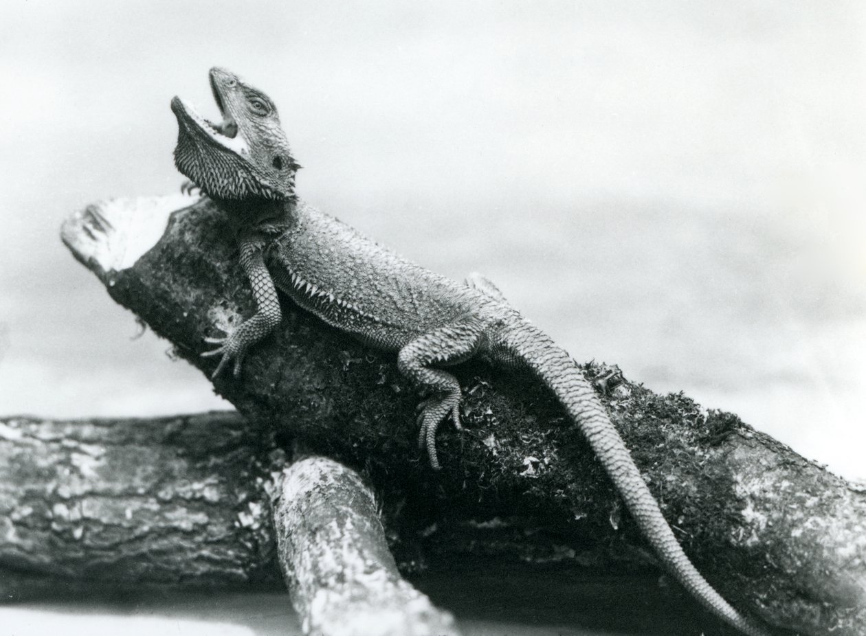 丸太につかまっている隙間だらけのベアード・ドラゴン、ロンドン動物園、1928年8月（モノクロ写真 作： フレデリックウィリアムボンド