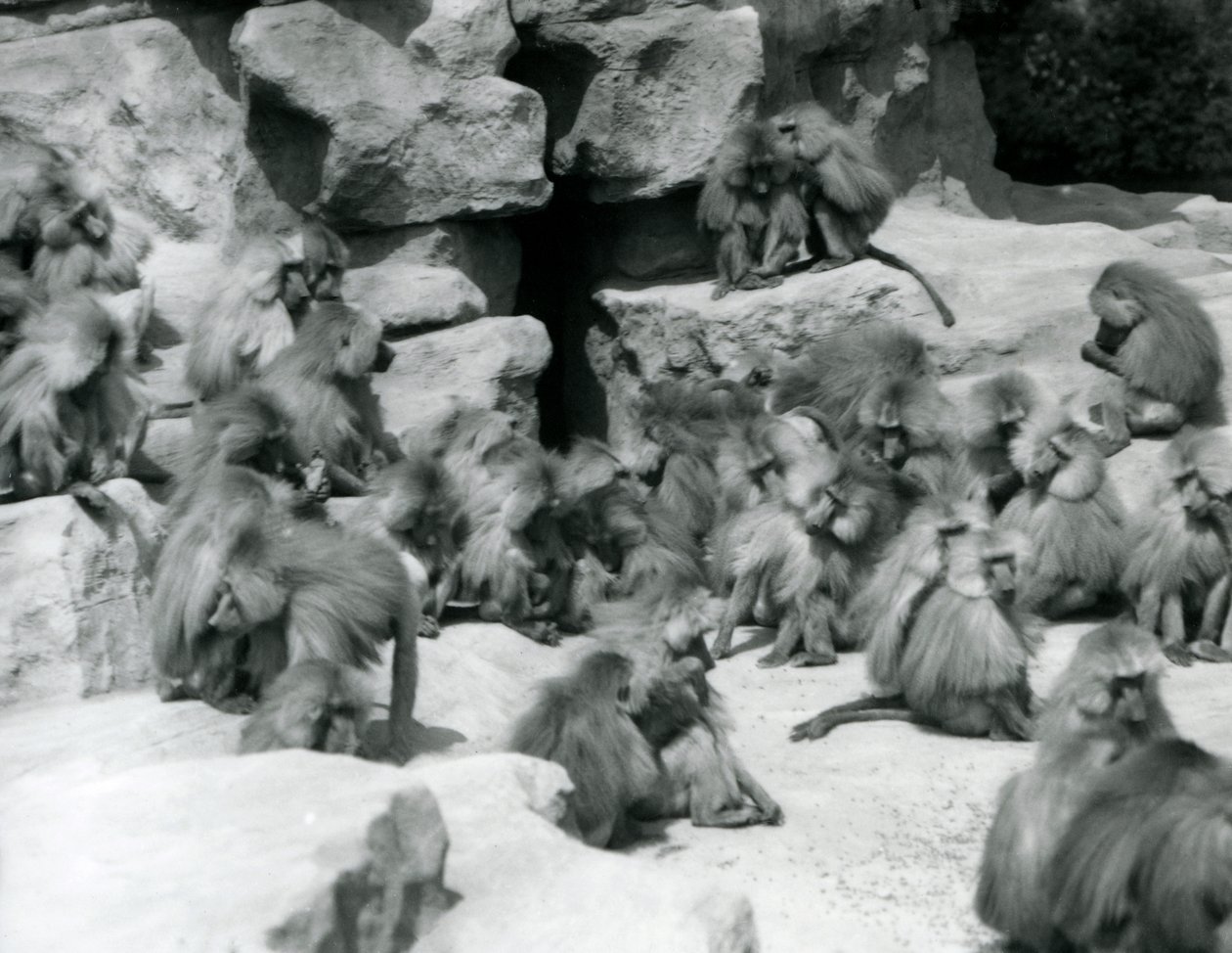 1925年7月、ロンドン動物園の囲いの岩の上に座っている神聖なヒヒのグループまたは部隊 作： フレデリックウィリアムボンド
