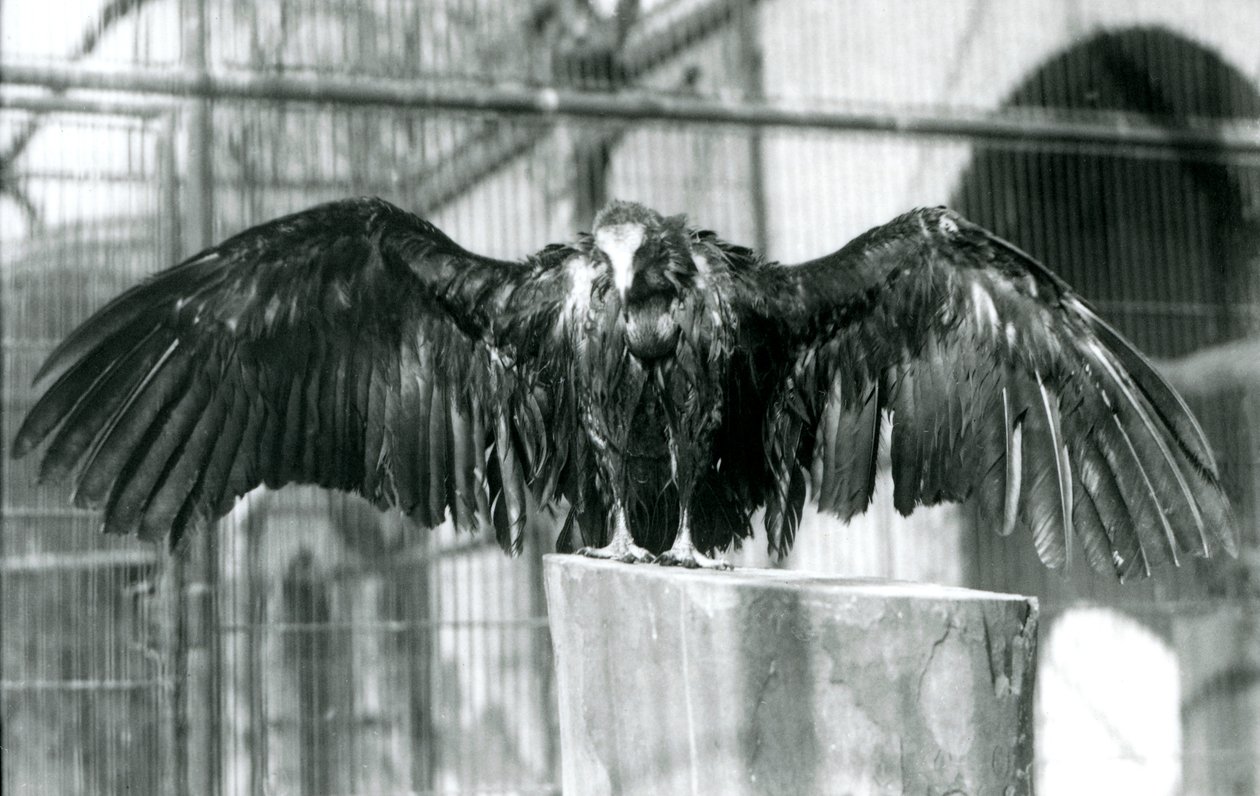 1930年以前、ロンドン動物園で4月の雨を楽しむ、丸太の上で翼を広げて立つフード付きハゲタカ（モノクロ写真 作： フレデリックウィリアムボンド