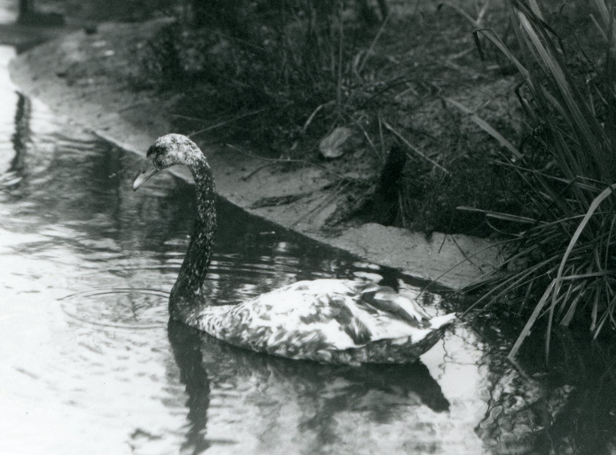 1927年にロンドン動物園の池で泳いでいるハイブリッドスワン、ミュートxブラック 作： フレデリックウィリアムボンド