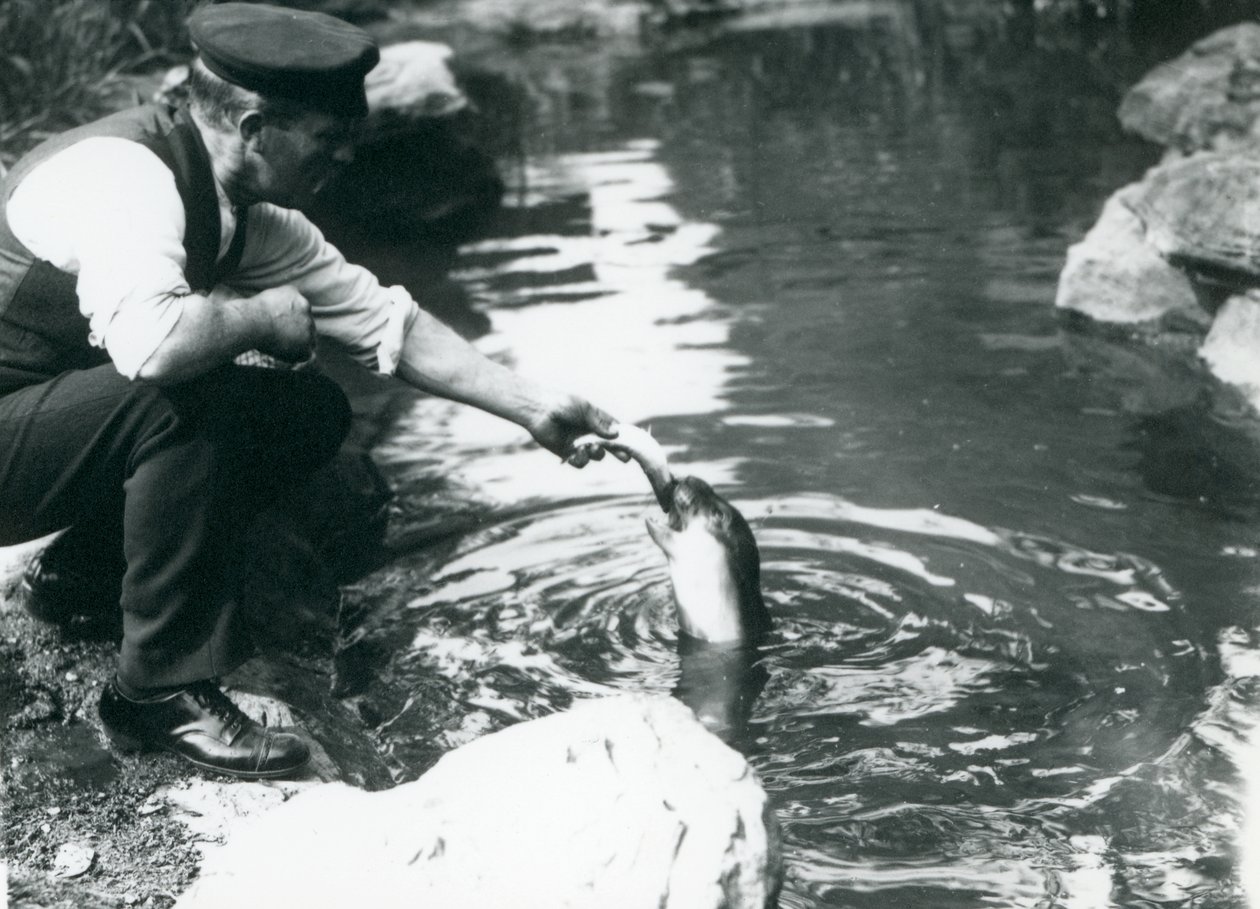 1914年6月、ロンドン動物園のプールで若いフード付きアザラシに魚を餌として飼っている飼育係 作： フレデリックウィリアムボンド