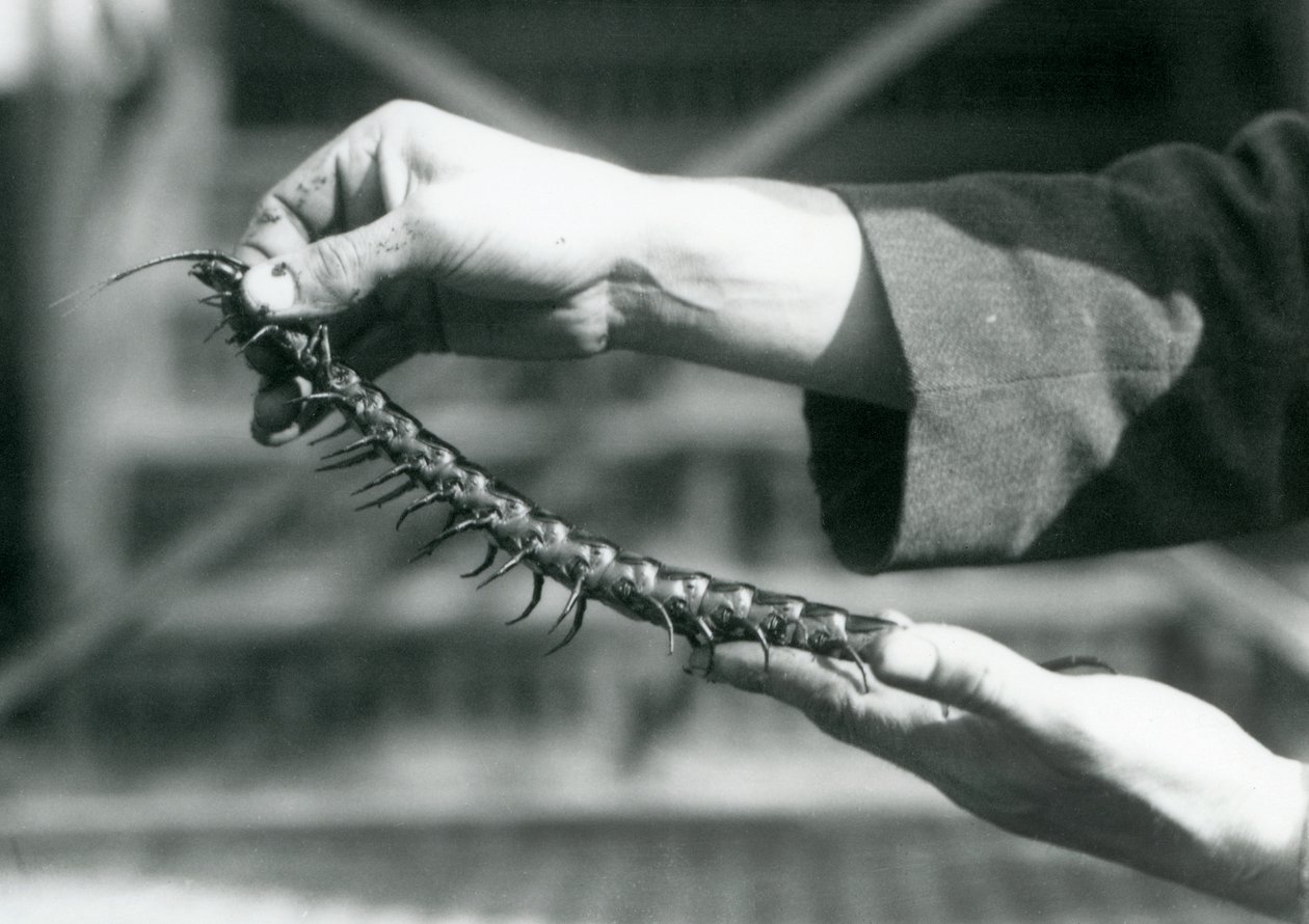 巨大なムカデを手に持った番人、ロンドン動物園、1927年 作： フレデリックウィリアムボンド