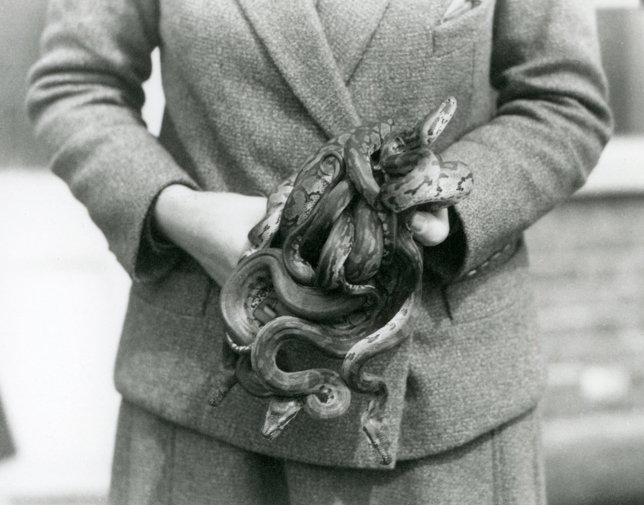 1931年、ロンドン動物園でロイヤルパイソンやボールパイソンの子供の結び目を持つ飼育員（モノクロ写真 作： フレデリックウィリアムボンド