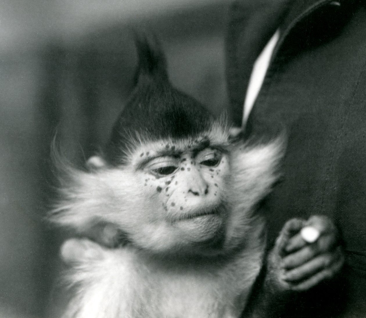 飼育係がそばかす、ブラッククレステッドまたはコンゴマンガベイ、ロンドン動物園、1924年 作： フレデリックウィリアムボンド