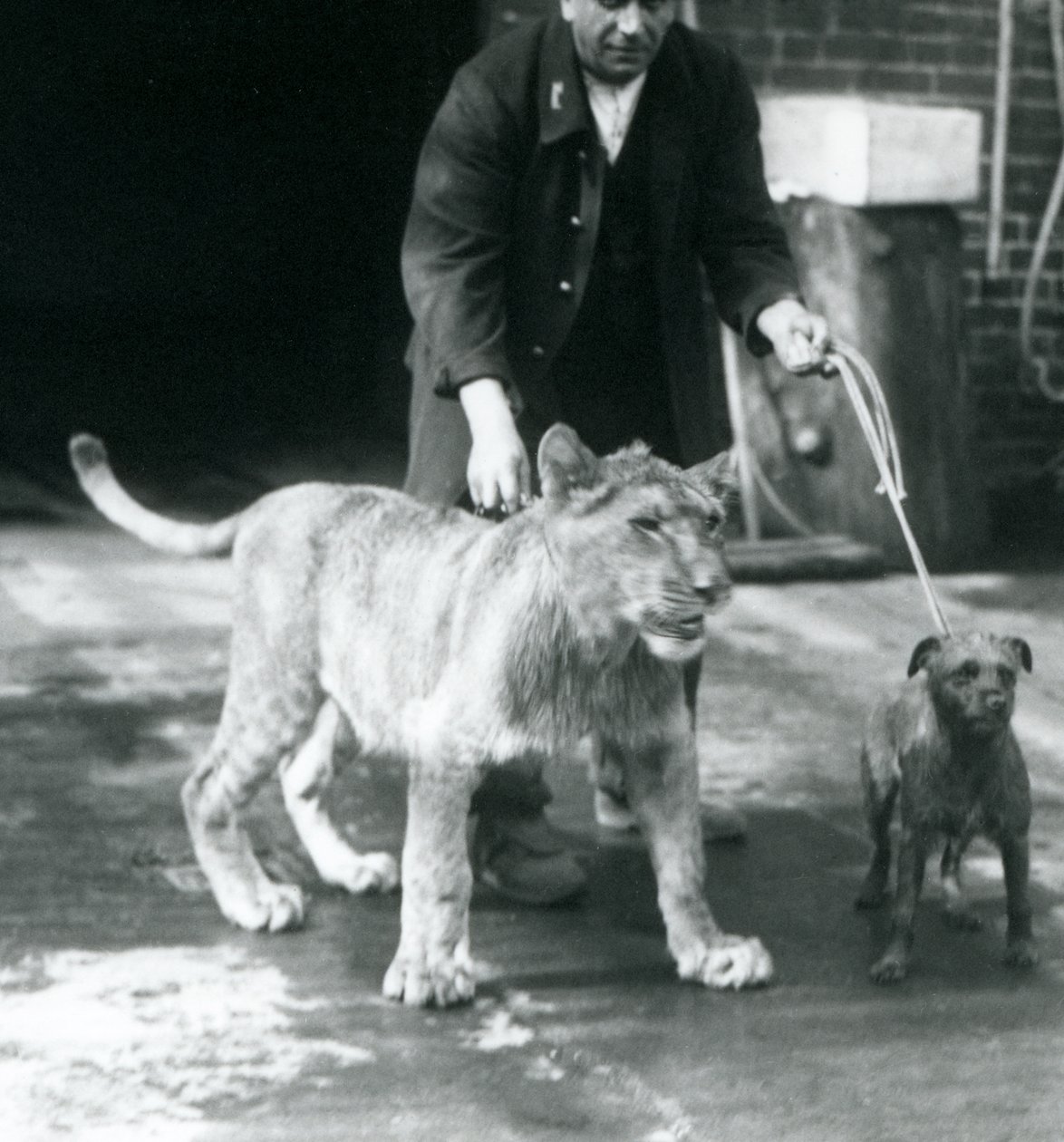犬と若いライオンを散歩させる飼育員（ロンドン動物園、1925年8月）（モノクロ写真 作： フレデリックウィリアムボンド