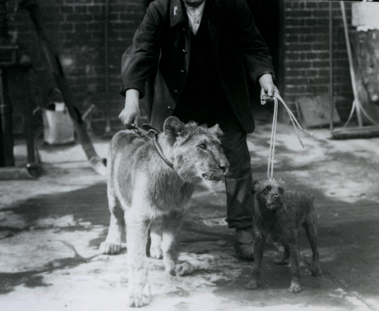 アイリッシュテリアと若いライオンを連れてリードを散歩する飼育員、ロンドン動物園、1925年9月 作： フレデリックウィリアムボンド