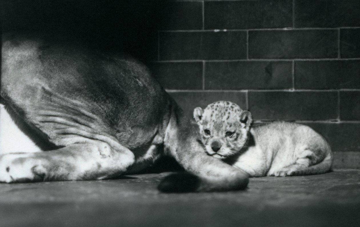 ライオンの子が母親の尻尾の後ろに横たわる、1925年10月、ロンドン動物園 作： フレデリックウィリアムボンド