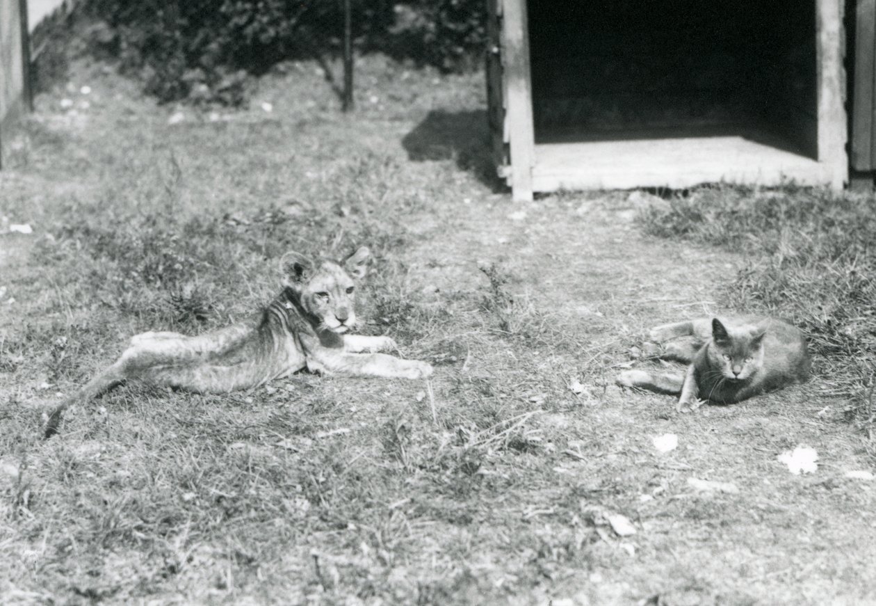 1925年7月、ロンドンの動物園で飼育されている猫と一緒に、開いた木箱の近くの芝生の上に横たわるライオンの子 作： フレデリックウィリアムボンド
