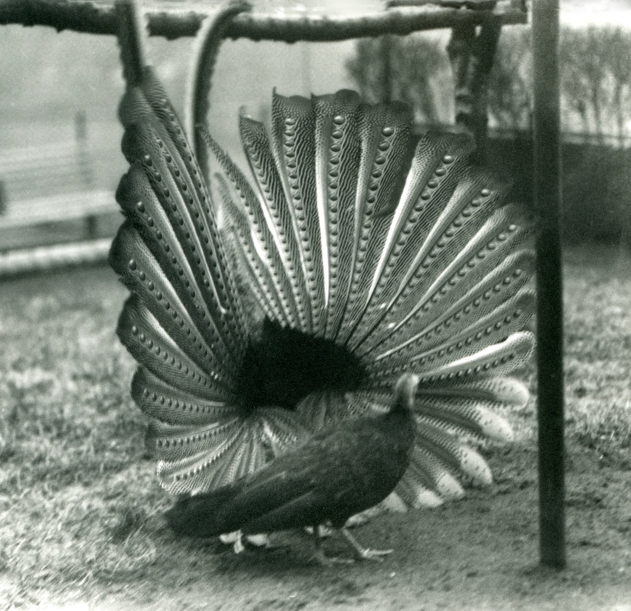 1926年1月、ロンドン動物園のそばに立っている男性のアーガスフェザントグレートアーガス求愛ディスプレイ 作： フレデリックウィリアムボンド