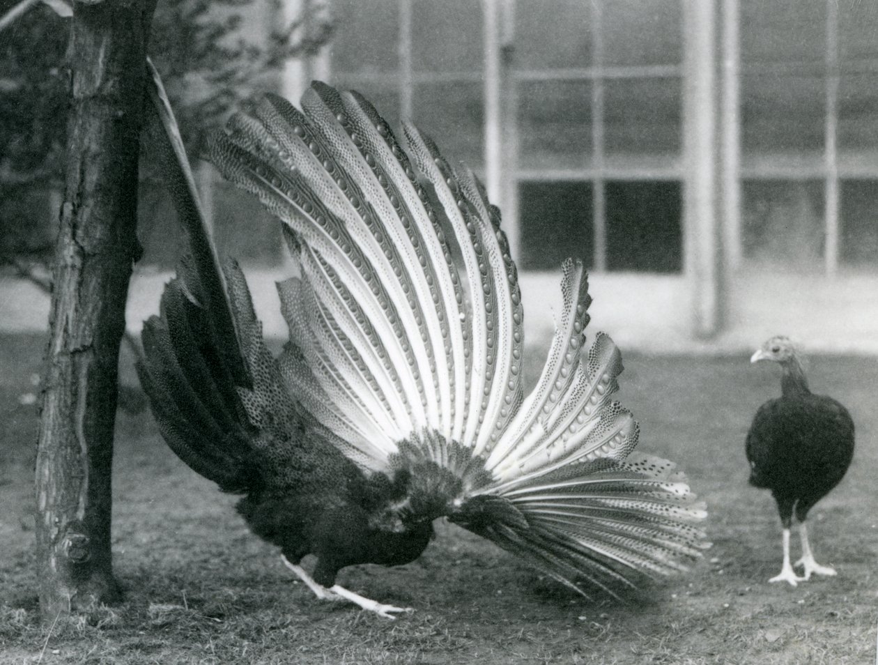 1926年1月にロンドン動物園で雌が彼の前に立っている間、雄のアーガスキジ、またはグレートアーガスは翼と尾の羽を表示しています 作： フレデリックウィリアムボンド
