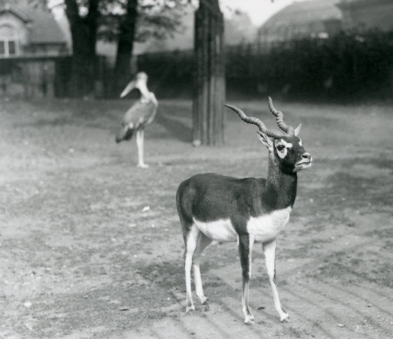 1926年10月、ロンドン動物園のパドックに立つブラックバック（インドアンテロープ）のオス（モノクロ写真）。 作： フレデリックウィリアムボンド