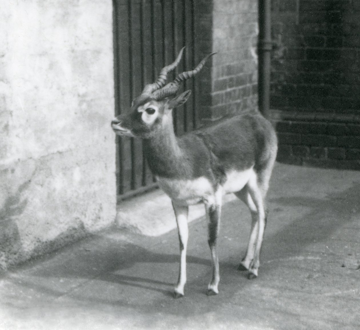 1925年6月にロンドン動物園の囲いに立っている男性のブラックバック 作： フレデリックウィリアムボンド
