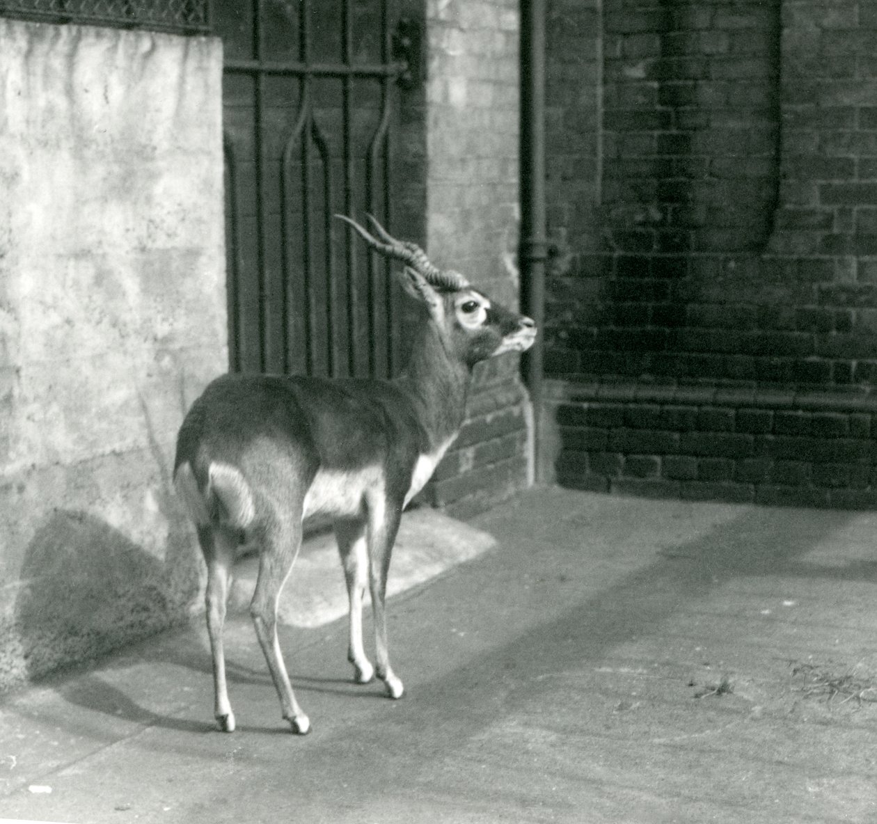 1925年6月にロンドン動物園の囲いに立っている男性のブラックバック 作： フレデリックウィリアムボンド