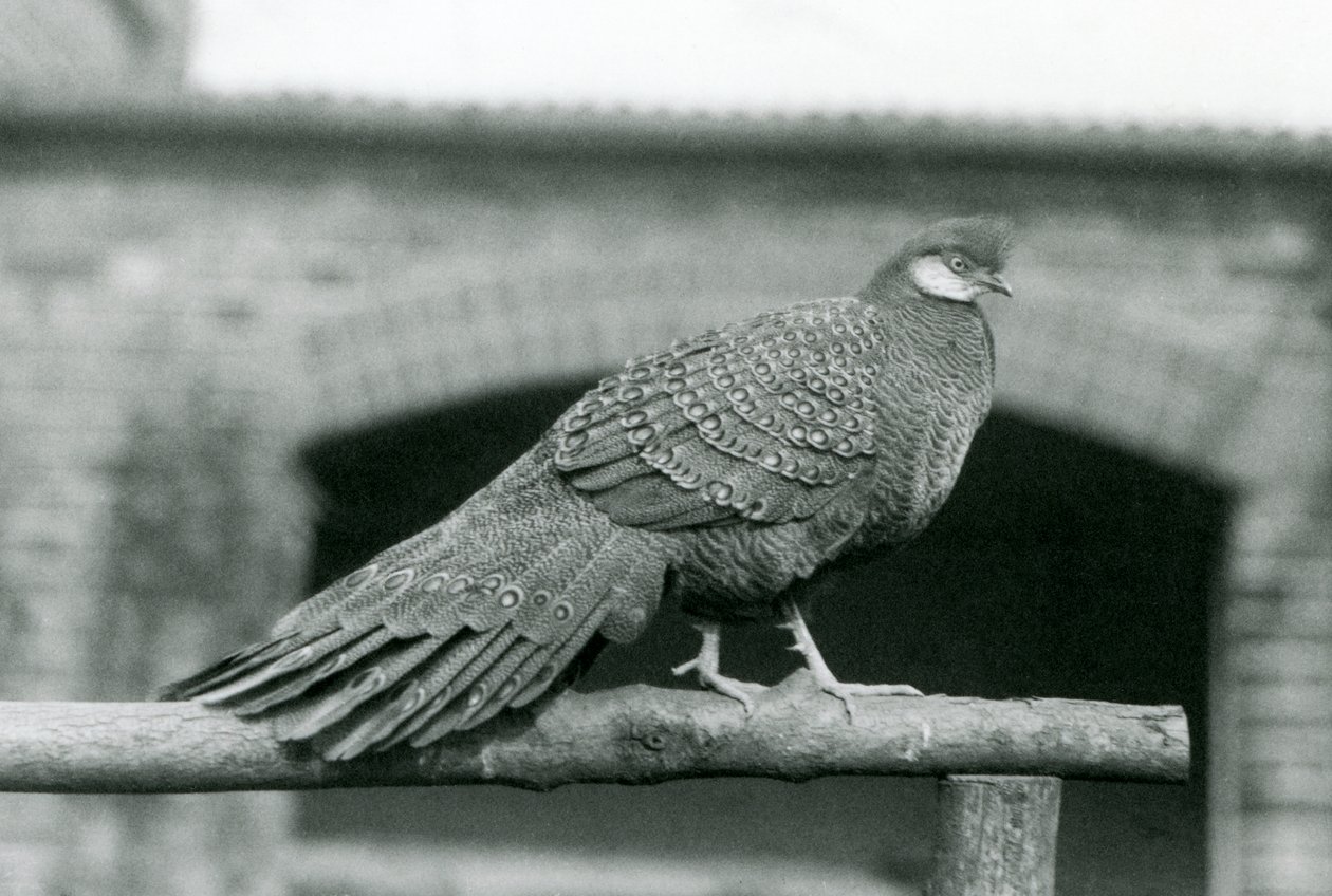 1931年にロンドン動物園で撮影されたオスのグレイ・ピーコック・キジ（モノクロ写真 作： フレデリックウィリアムボンド