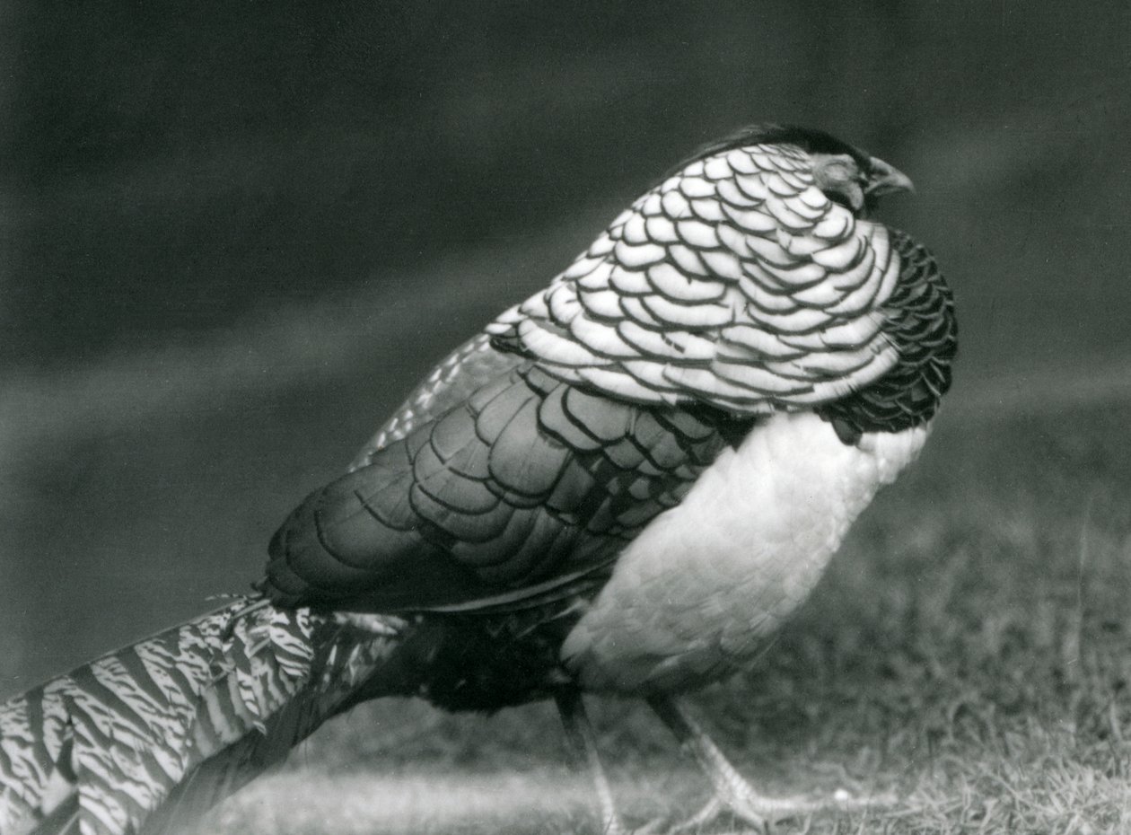 草の上に立つオスのレディー・アマースト・キジ（ロンドン動物園 作： フレデリックウィリアムボンド