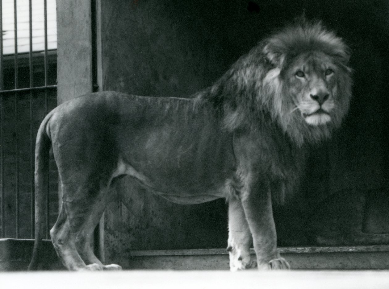 1924年6月、ロンドン動物園の雄ライオン 作： フレデリックウィリアムボンド