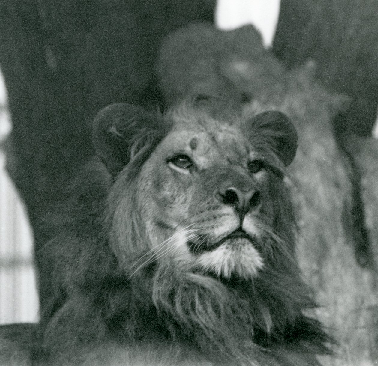 1929年、ロンドン動物園のオスライオン（モノクロ写真 作： フレデリックウィリアムボンド