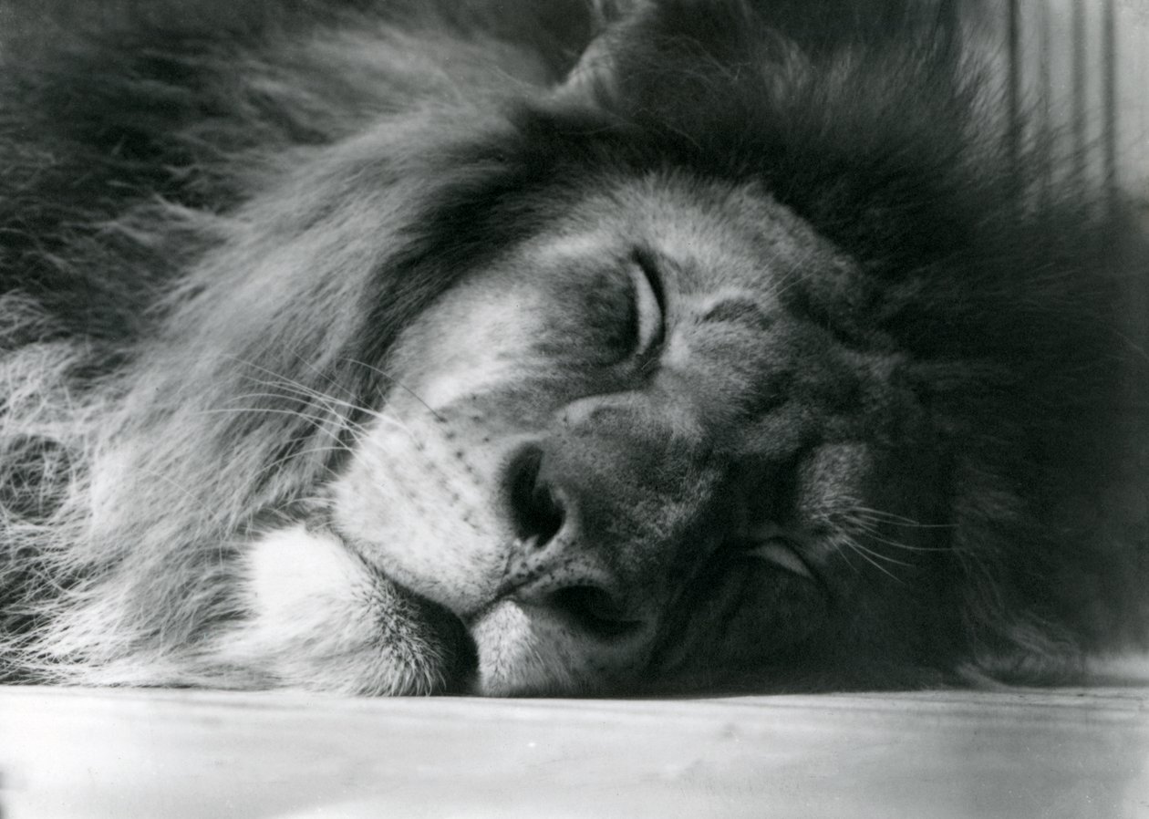 1924年にロンドン動物園の囲いで眠っている雄ライオン 作： フレデリックウィリアムボンド