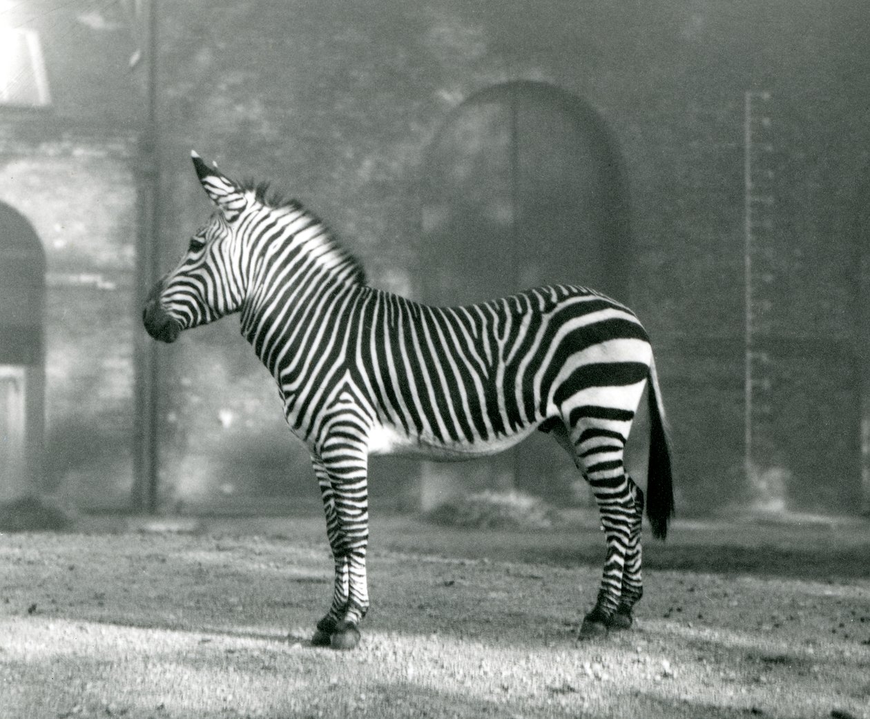 1927年9月にロンドン動物園のパドックに立っているオスのマウンテンゼブラxハートマンズマウンテンゼブラ 作： フレデリックウィリアムボンド
