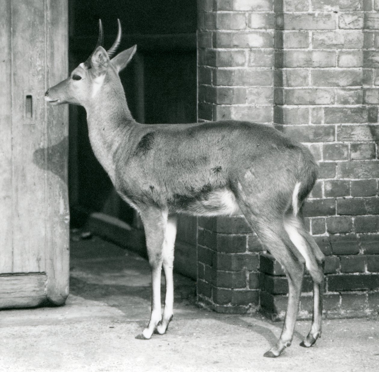 1927年10月6日、ロンドン動物園のカモシカの家のドアのそばに立っている男性のサザンコモンリードバックまたはライトボック 作： フレデリックウィリアムボンド