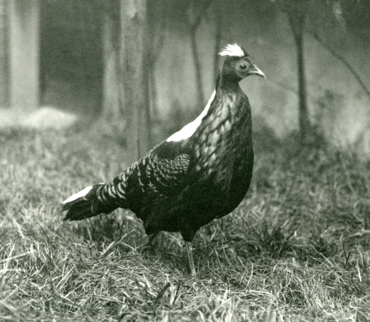 1923年9月、ロンドン動物園でのオスのスウィンホーのキジ 作： フレデリックウィリアムボンド