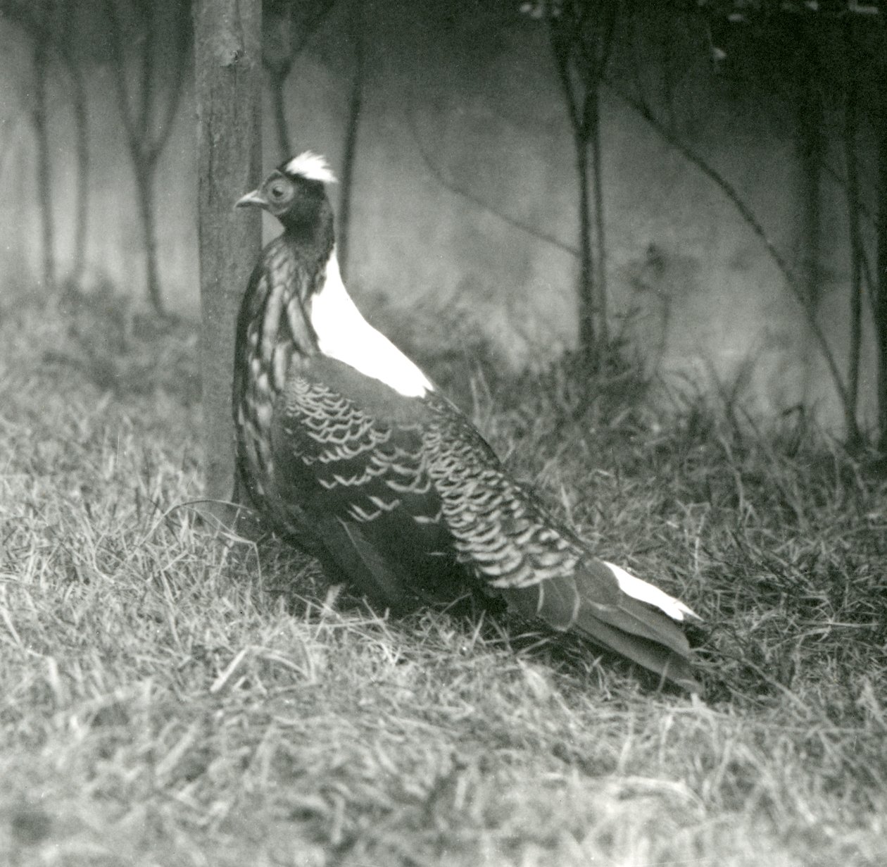 1923年9月、ロンドン動物園でのオスのスウィンホーのキジ 作： フレデリックウィリアムボンド