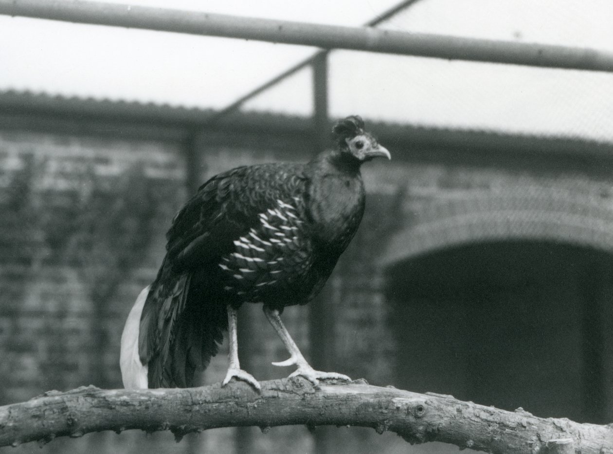 1928年、ロンドン動物園で、水平な枝の上に立つベイルートファイヤーバックキジのオス(モノクロ写真) 作： フレデリックウィリアムボンド