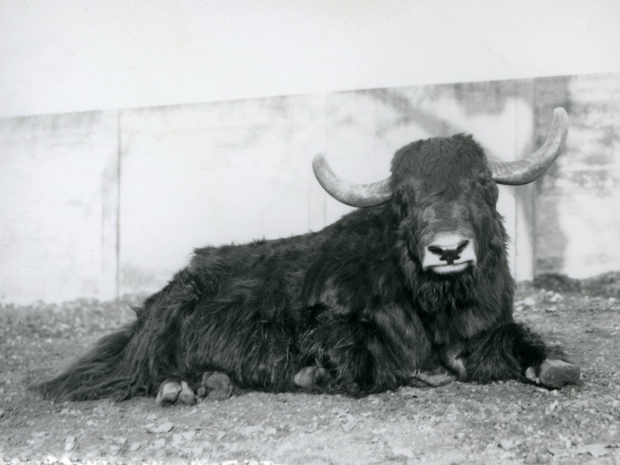 1928年、ロンドン動物園で囲いの中に横たわるオスのヤク（モノクロ写真 作： フレデリックウィリアムボンド