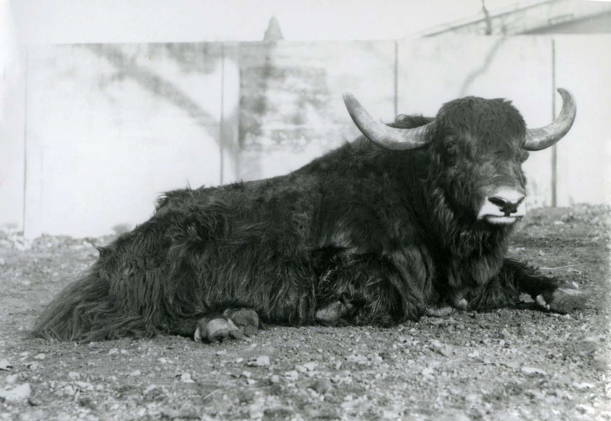1928年8月、ロンドン動物園で囲いの中に横たわるオスのヤク（モノクロ写真 作： フレデリックウィリアムボンド