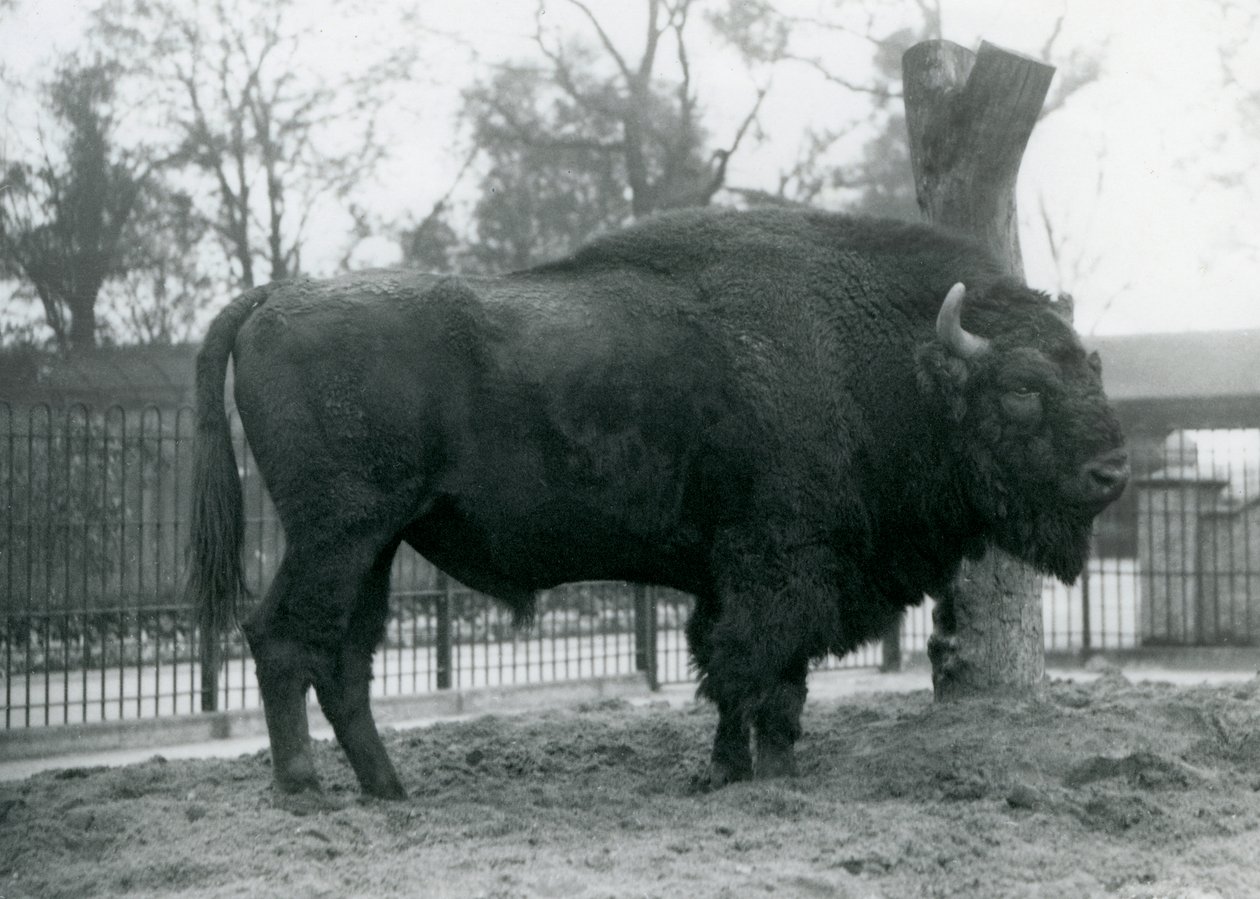 パドックの芝生の上に立っている雄牛のヨーロッパバイソン。ロンドン動物園、1927年10月。脆弱なヨーロピアンバイソンは、Wisent、またはヨーロピアンウッドバイソンとしても知られています。 作： フレデリックウィリアムボンド
