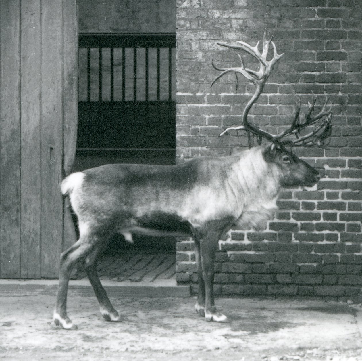 1925年にロンドン動物園のパドックに立っている成熟したトナカイのクワガタ 作： フレデリックウィリアムボンド