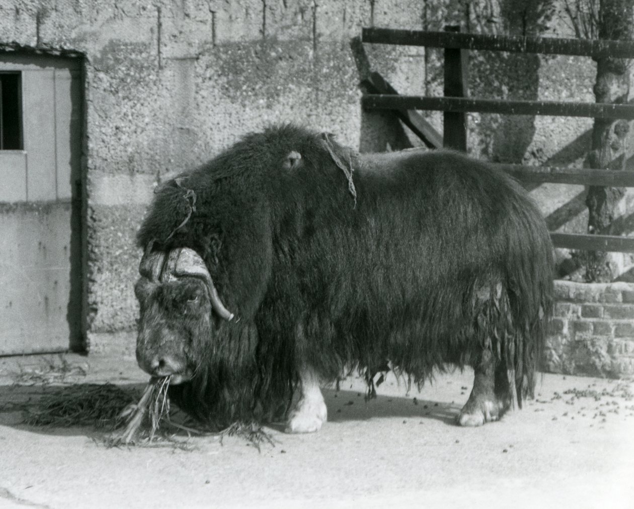 1931年、ロンドン動物園のパドックで食事をする成熟した雄のジャコウウシ（Musk ox、Musk-ox standingとも呼ばれる）（モノクロ写真 作： フレデリックウィリアムボンド