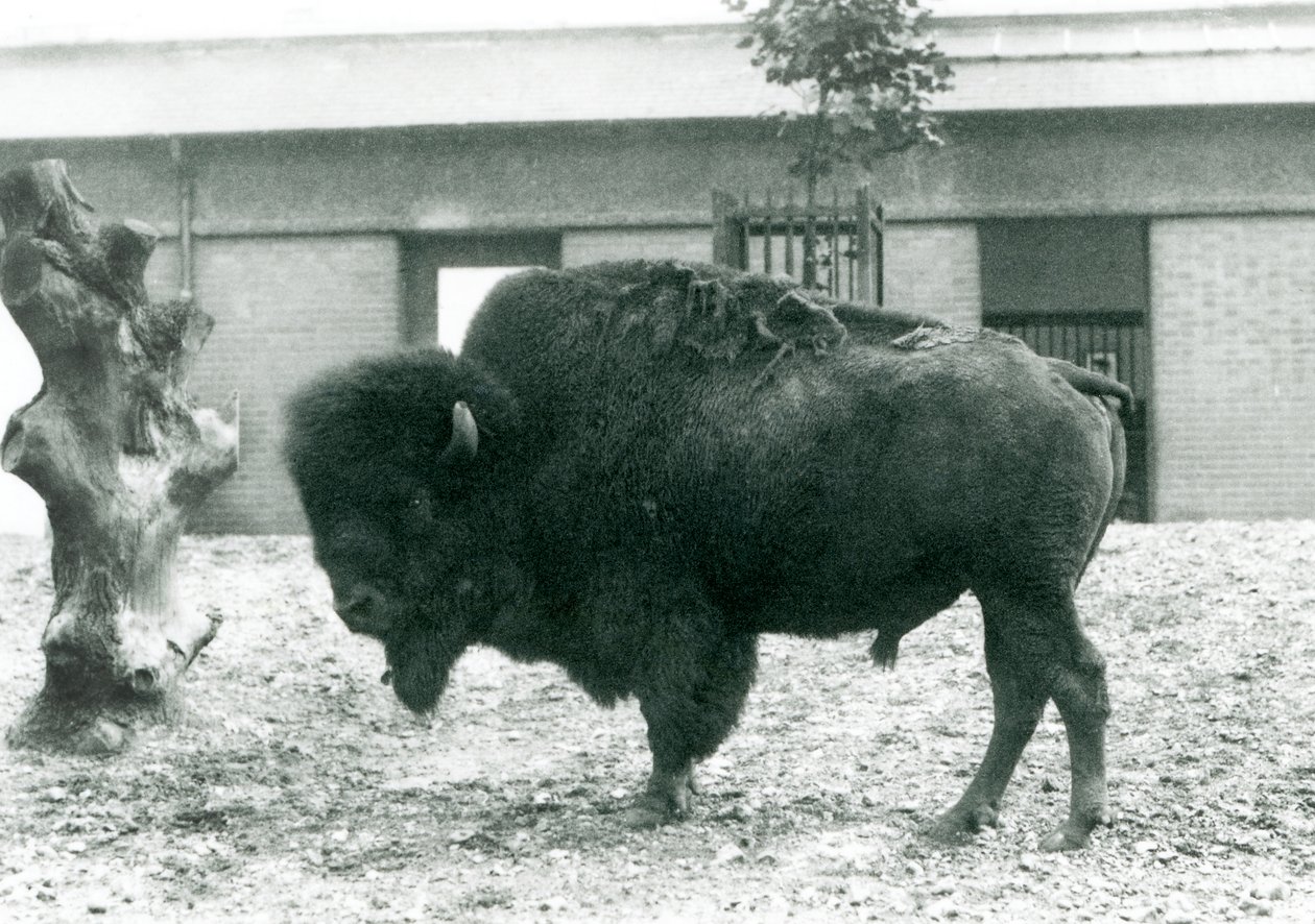 1927年にロンドンの動物園で彼のパドックに立っているほぼ脅迫的なアメリカのバイソンバッファロー牛 作： フレデリックウィリアムボンド