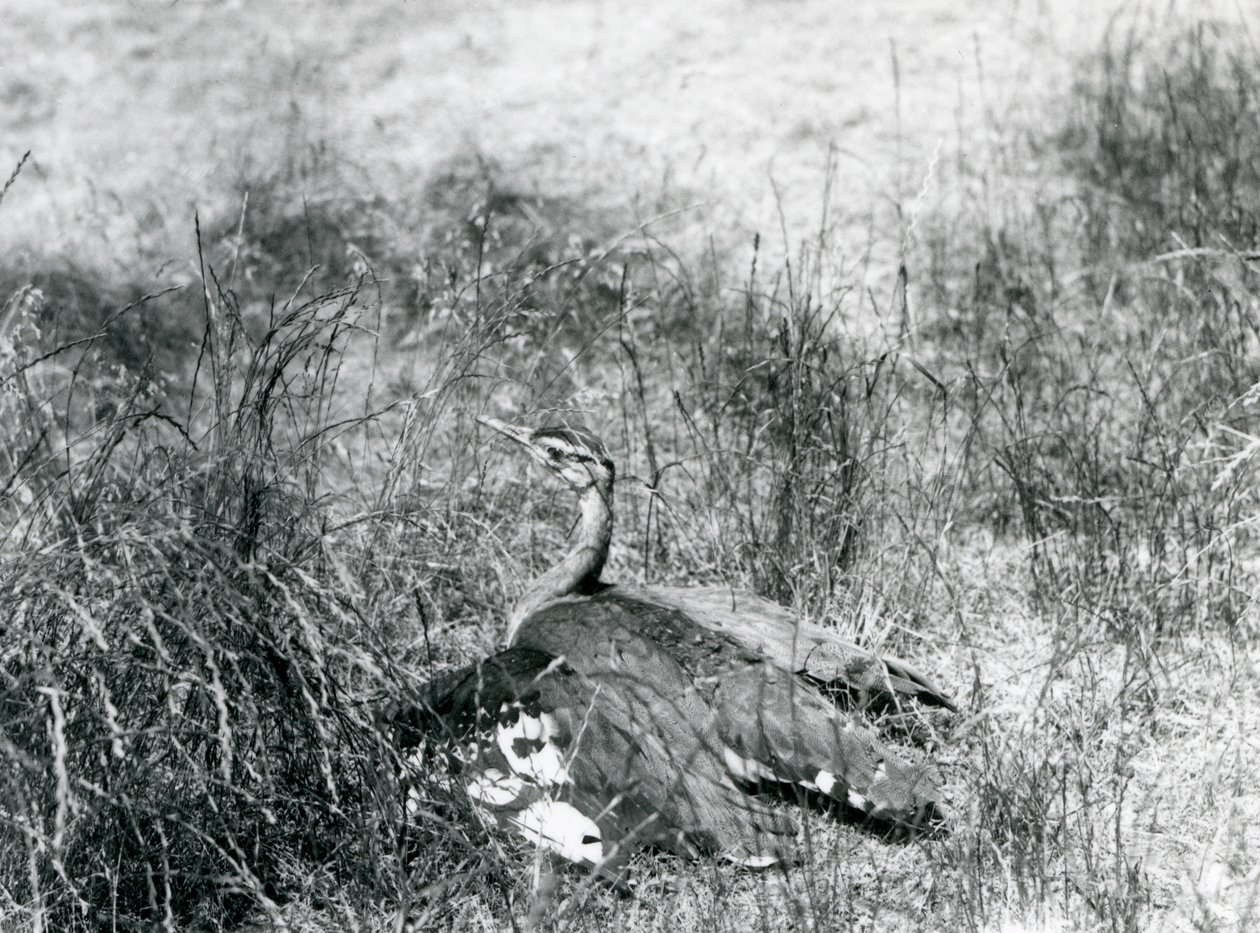 1925年7月、ロンドン動物園の長い草のパッチの中で地面近くに翼を広げる、絶滅の危機に瀕しているアラビアンバスタード 作： フレデリックウィリアムボンド