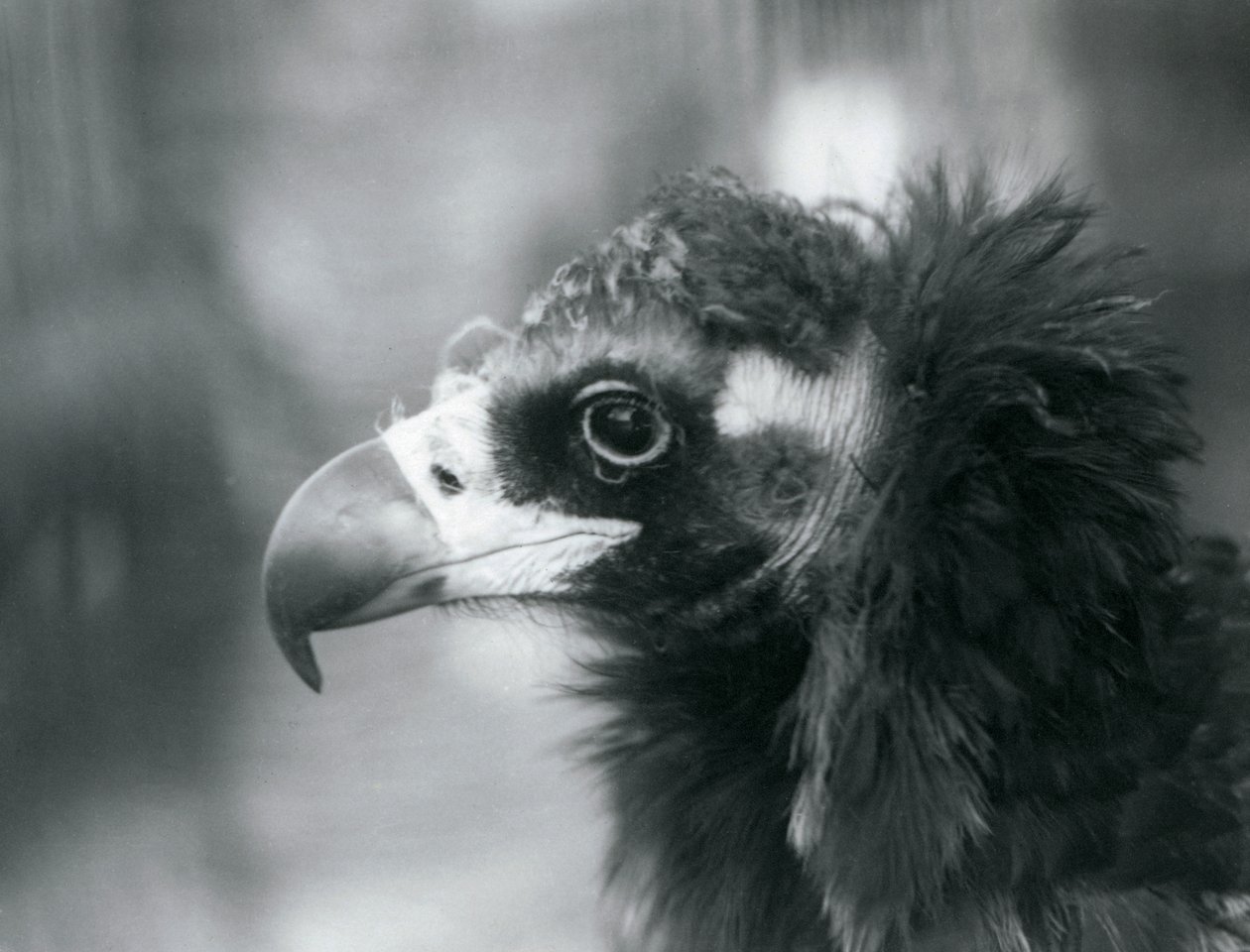 1927年にロンドン動物園で間近に迫ったユーラシアのクロコンドル 作： フレデリックウィリアムボンド