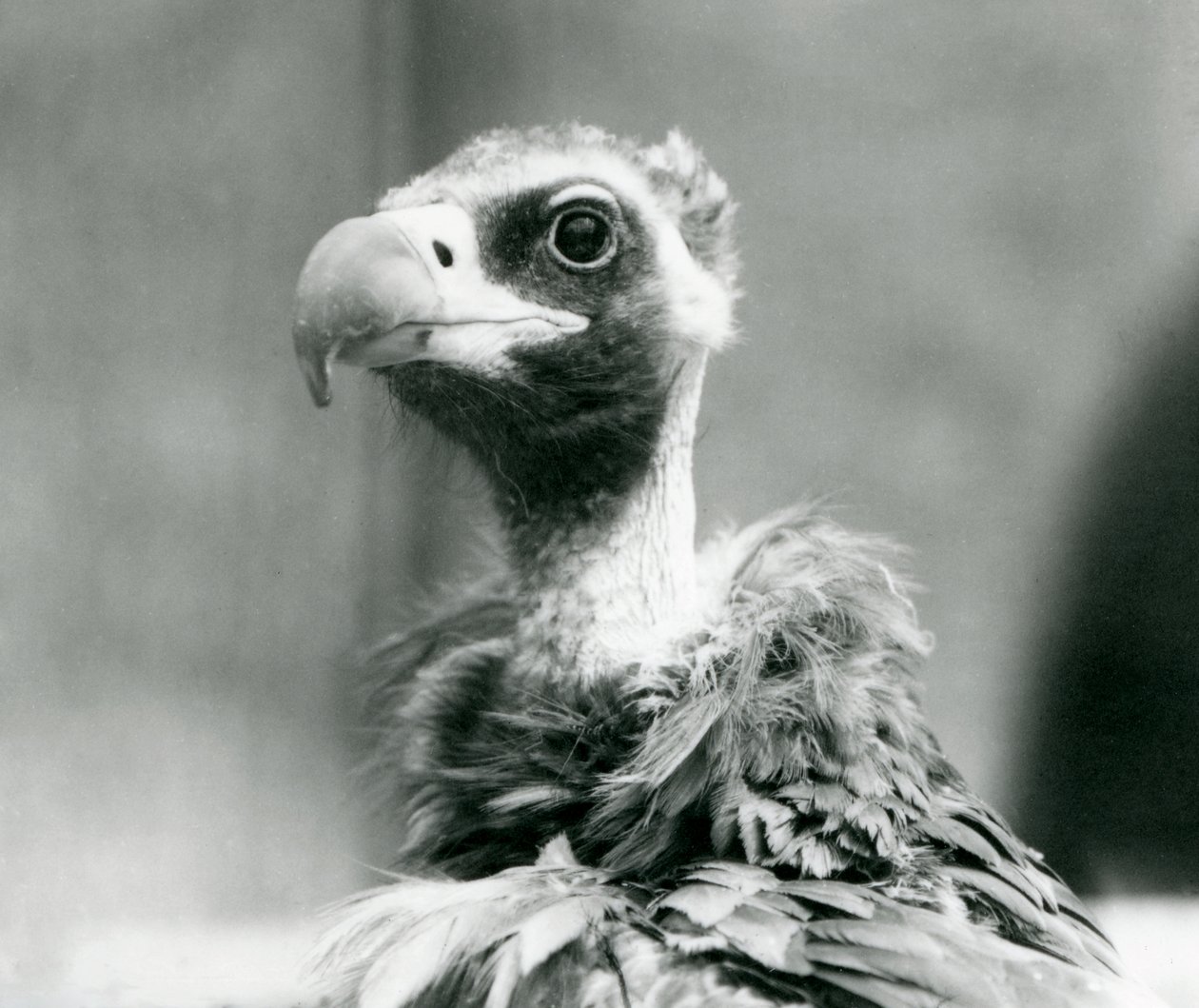 1926年7月、ロンドン動物園で近づいているユーラシアのクロハゲワシ 作： フレデリックウィリアムボンド