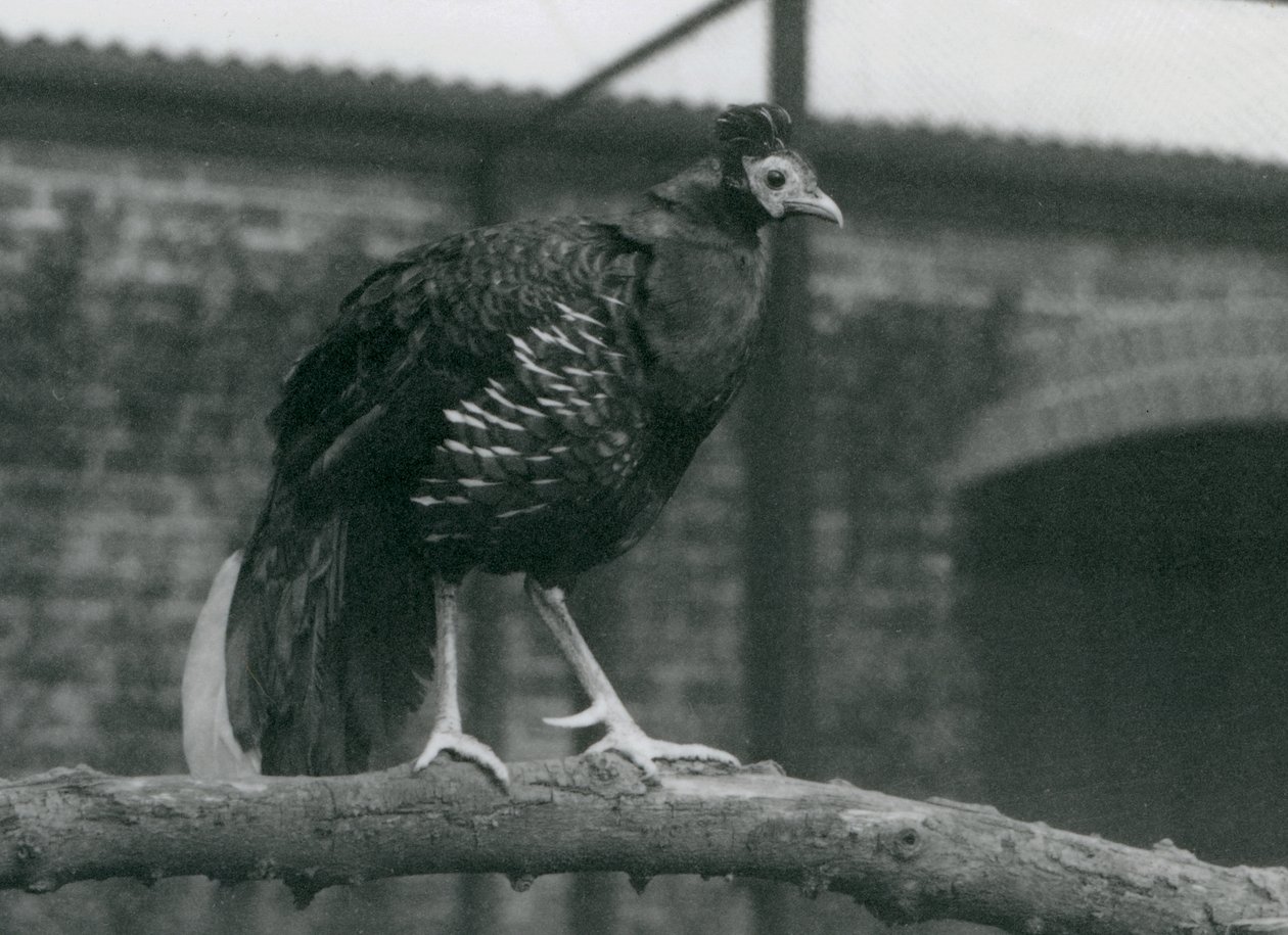 1927年ロンドン動物園の枝に立っている、脅かされている近くのViellotsファイアバックまたはクレステッドファイアバック 作： フレデリックウィリアムボンド