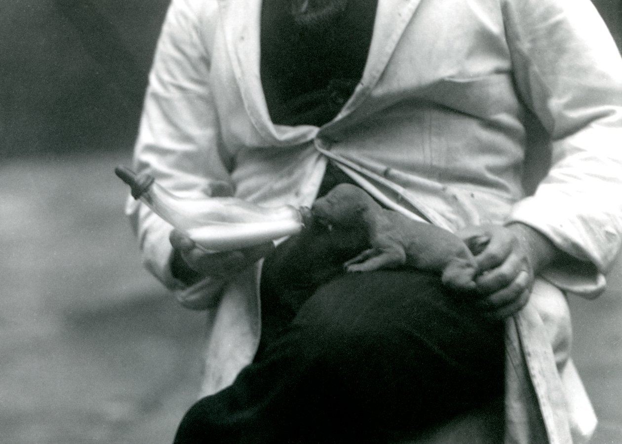 1923年に飼育員のロンドン動物園から哺乳された新生ライオンの子 作： フレデリックウィリアムボンド